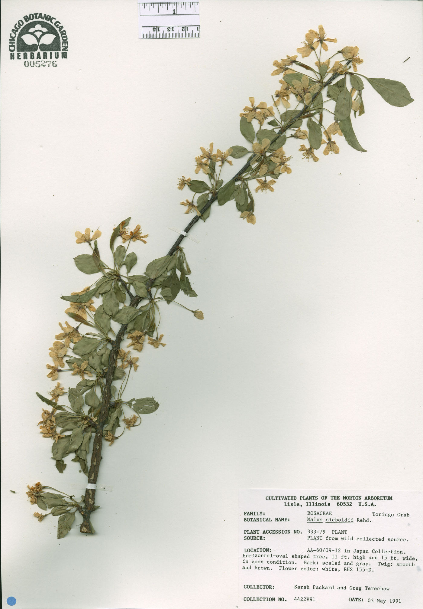 Malus sieboldii image