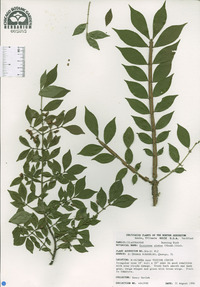 Euonymus alatus image