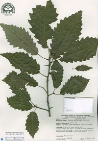 Quercus muehlenbergii image