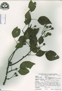 Pyrus calleryana image