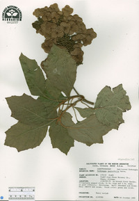 Hydrangea quercifolia image