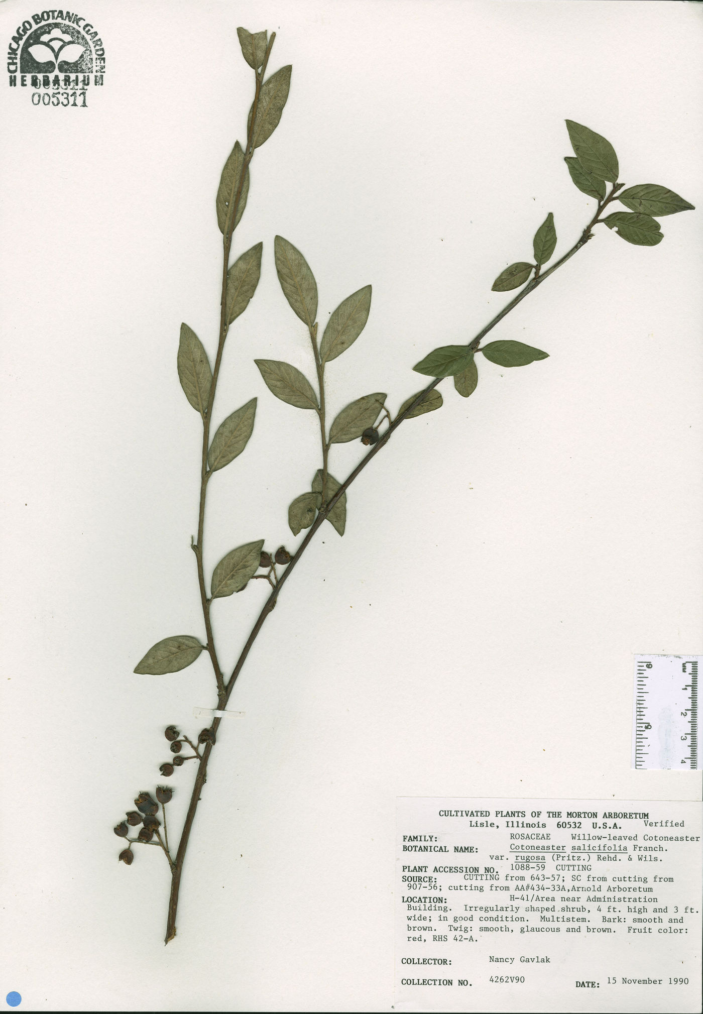 Cotoneaster salicifolius var. rugosus image