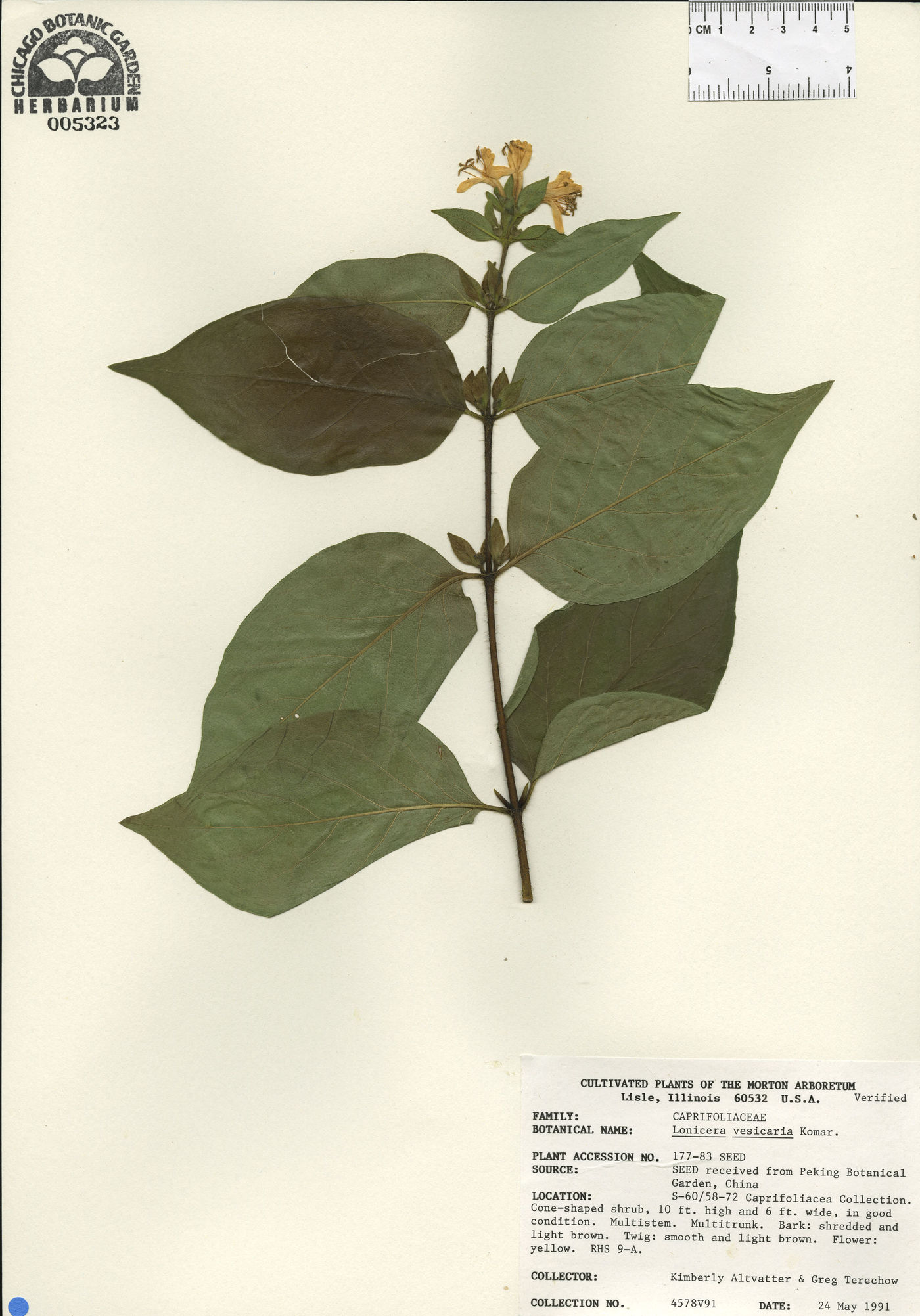 Lonicera ferdinandii image