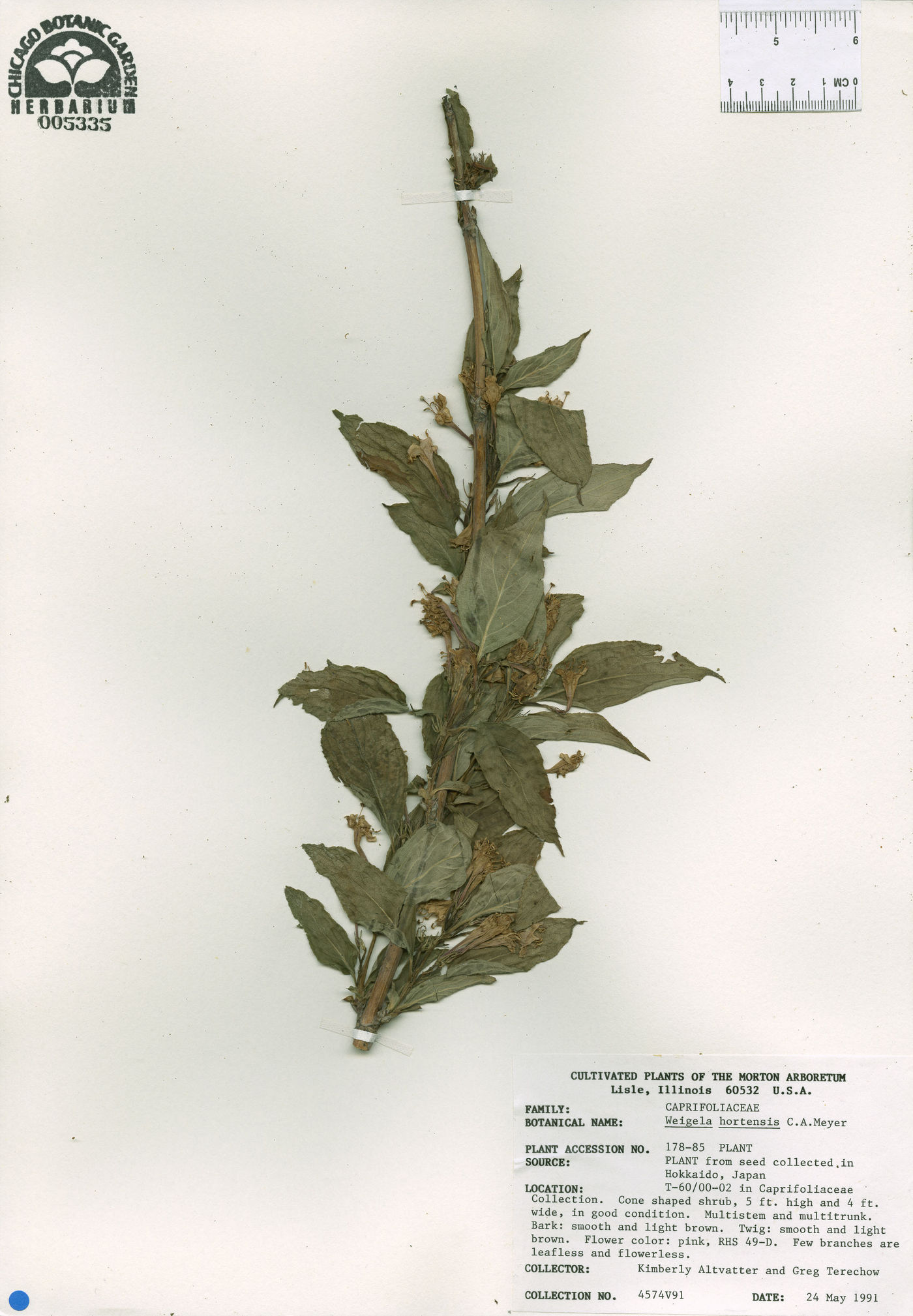 Weigela hortensis image