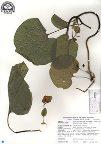 Aristolochia macrophylla image