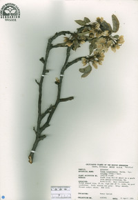 Pyrus ussuriensis image