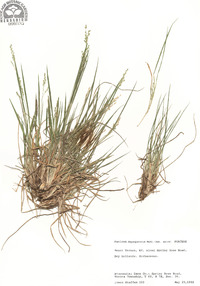 Panicum depauperatum image