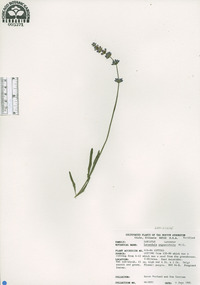 Lavandula angustifolia image