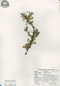 Caragana spinosa image