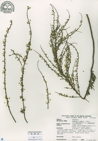 Spiraea x arguta image