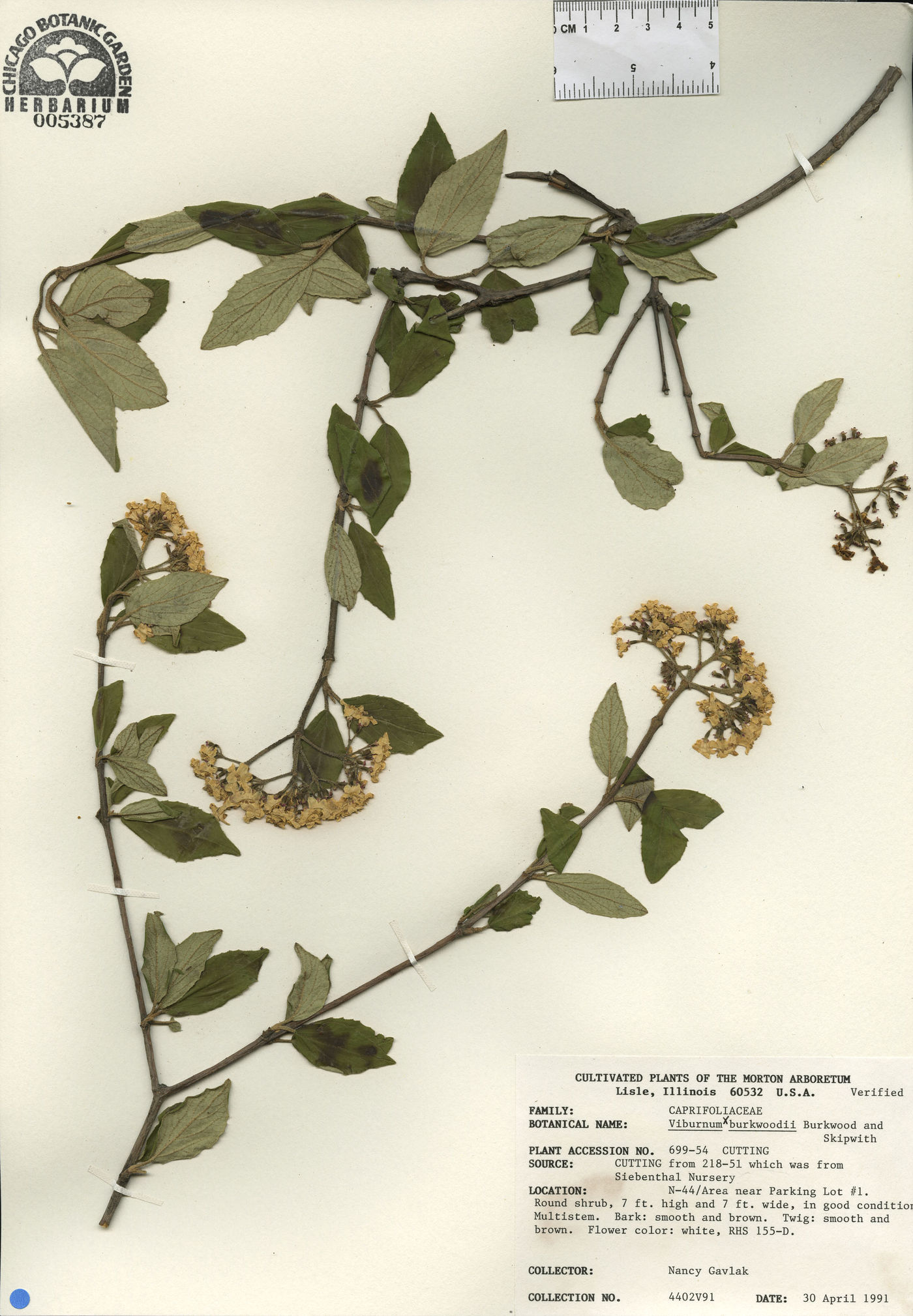 Viburnum x burkwoodii image