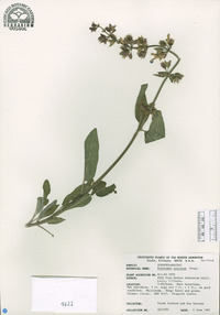 Penstemon procerus image