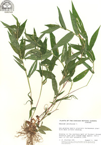 Panicum latifolium image