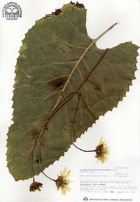 Silphium terebinthinaceum image