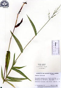 Panicum latifolium image