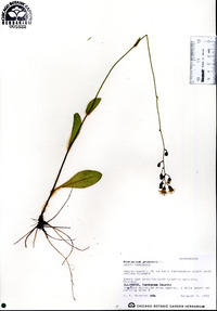 Hieracium gronovii image