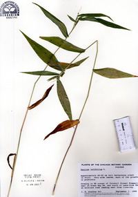 Panicum latifolium image