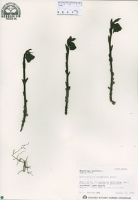 Monotropa uniflora image