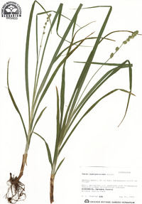 Carex sparganioides image