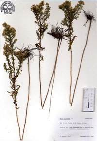 Symphyotrichum ericoides image