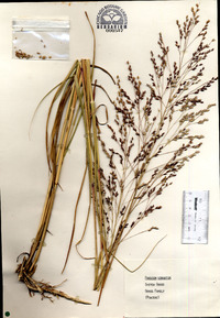 Panicum virgatum image