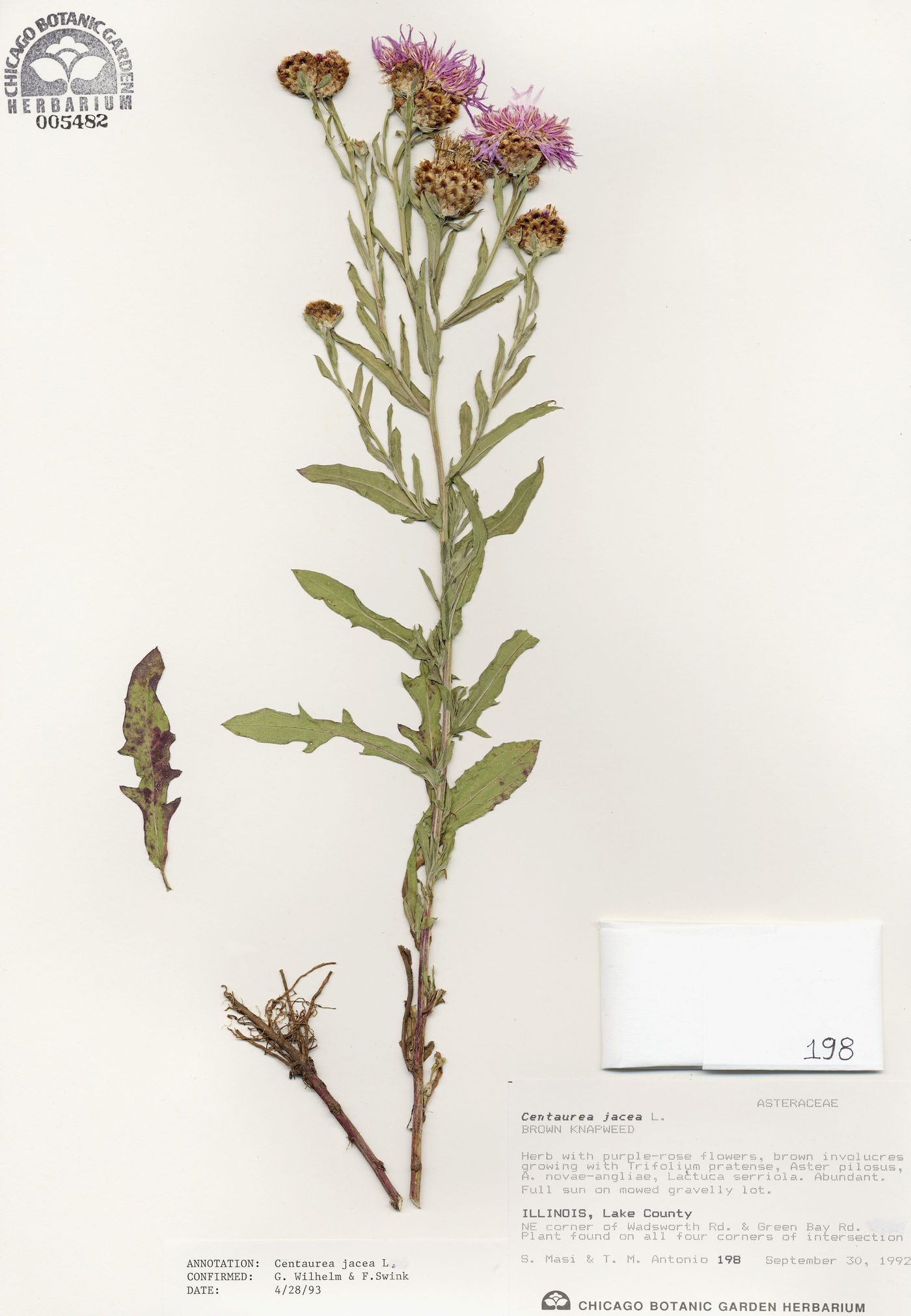 Centaurea jacea image