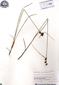 Carex flava image