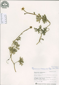 Ranunculus flabellaris image