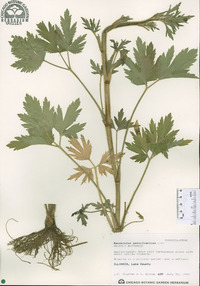 Ranunculus pensylvanicus image