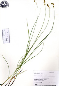 Carex tenera image