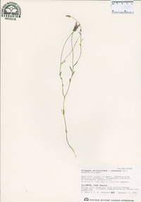 Polygala verticillata var. isocycla image