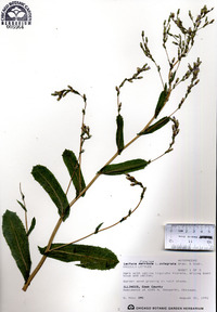 Lactuca sativa image