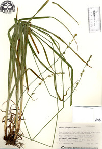 Carex sparganioides image