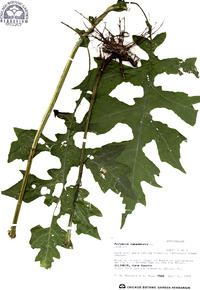 Polymnia canadensis image