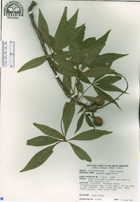 Aesculus arguta image