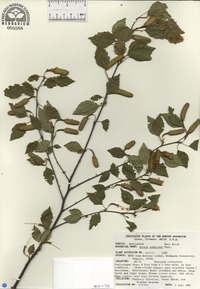 Betula pubescens image