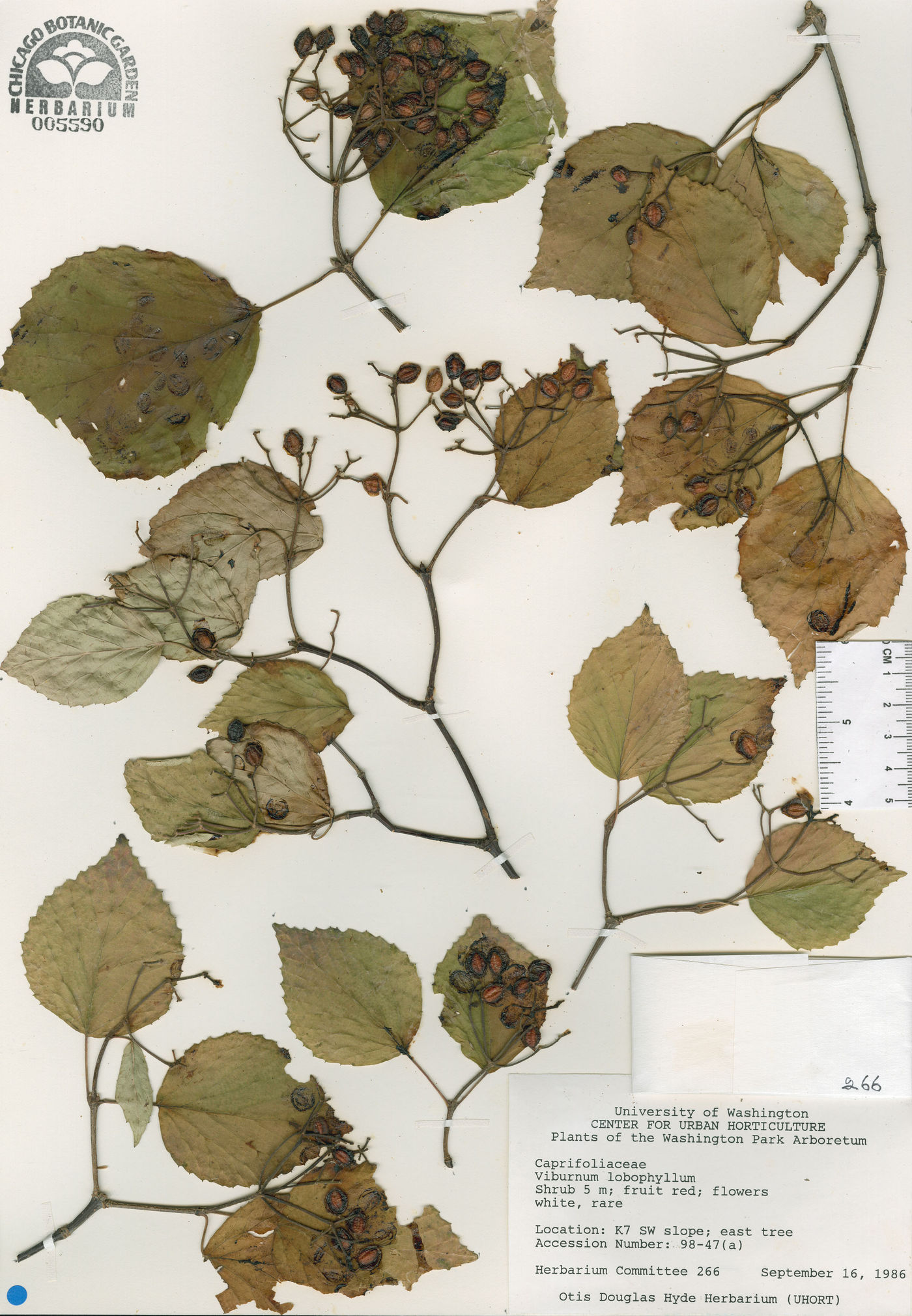 Viburnum betulifolium image