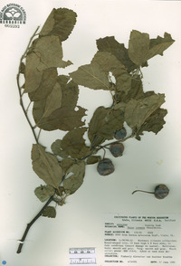 Malus ioënsis image