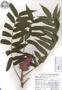 Rhus typhina image