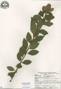 Spiraea douglasii image