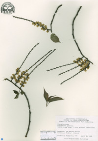 Stachyurus praecox image