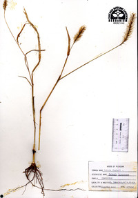 Pennisetum glaucum image