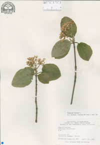 Viburnum lantana image