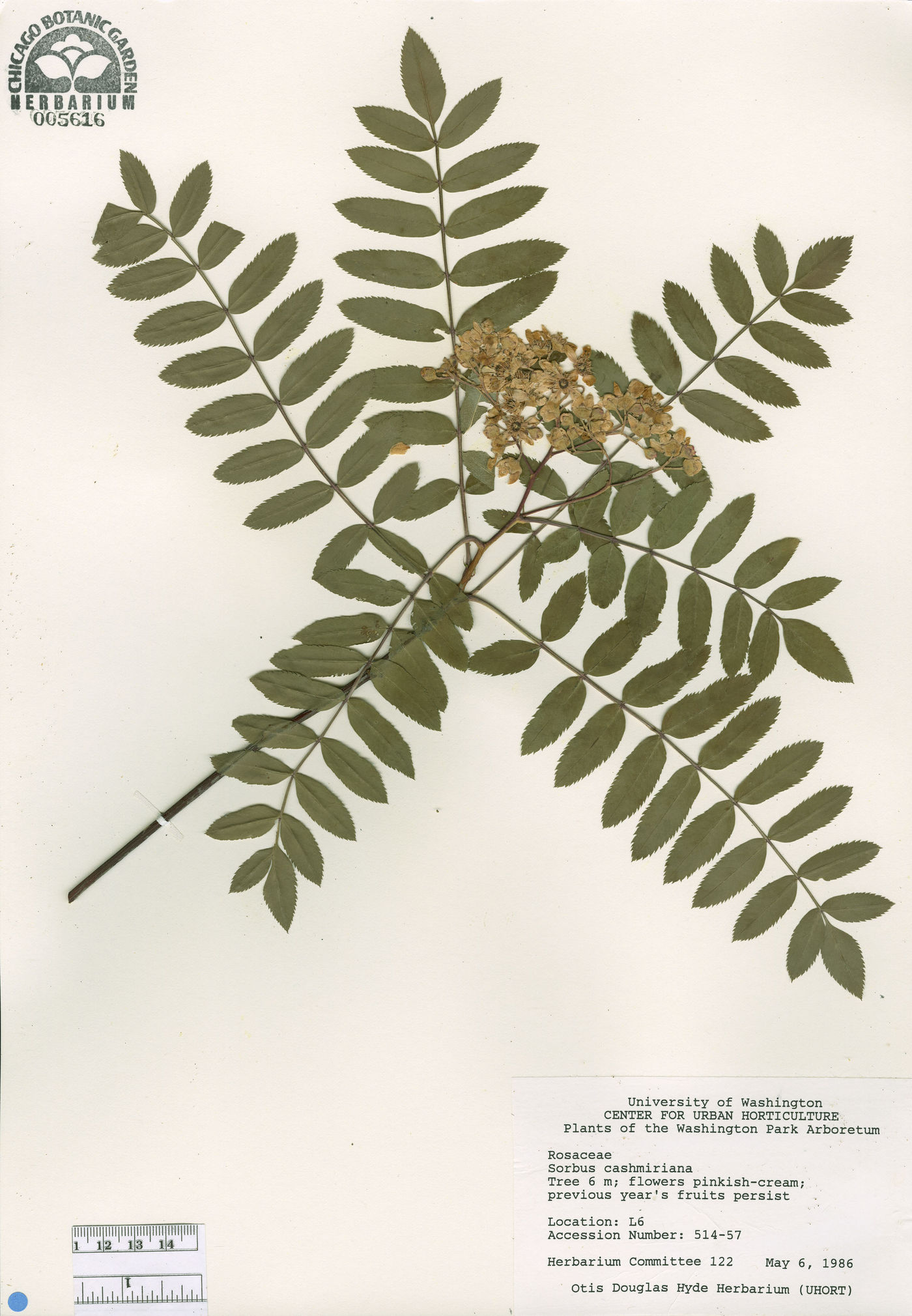 Sorbus cashmiriana image