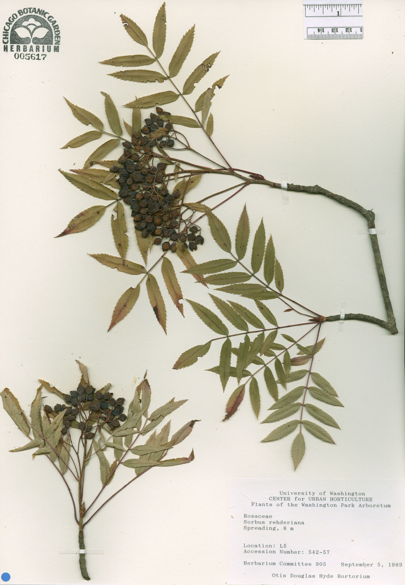 Sorbus rehderiana image