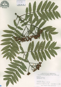 Sorbus scalaris image