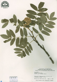 Sorbus scopulina image