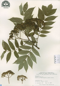 Sorbus commixta image