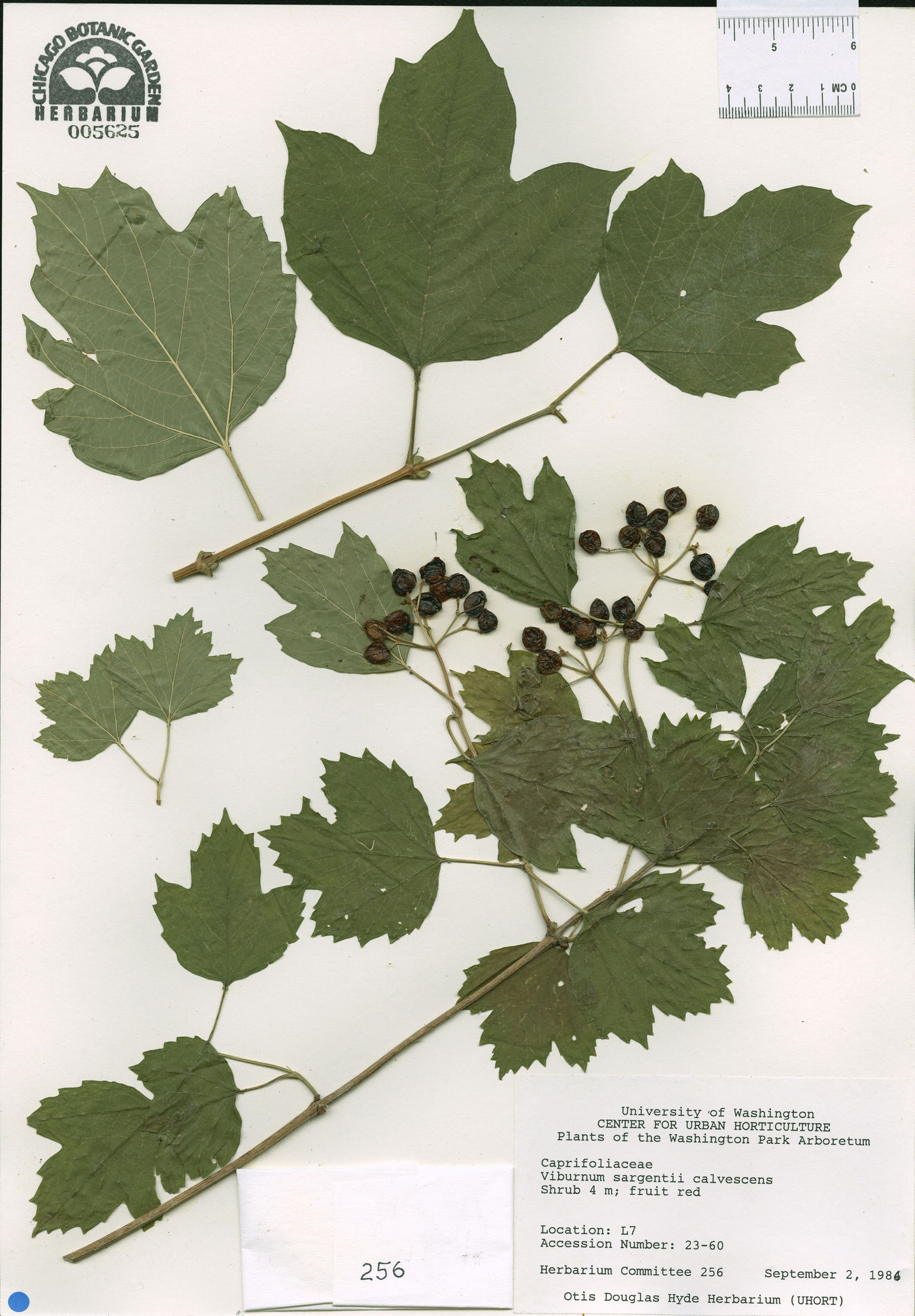 Viburnum sargentii var. calvescens image