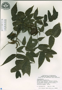 Platycarya strobilacea image
